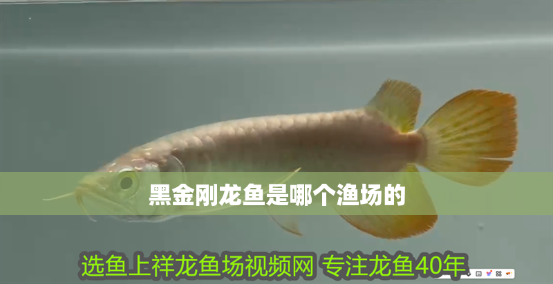 黑金剛龍魚是哪個漁場的