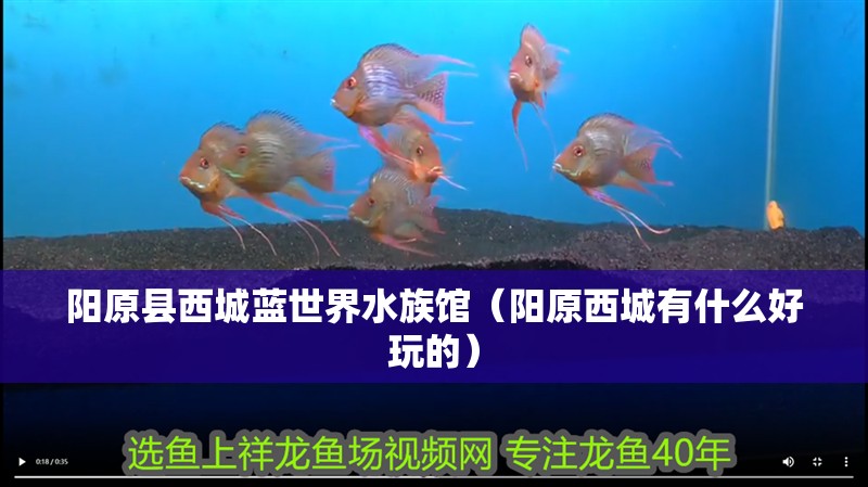 陽原縣西城藍世界水族館（陽原西城有什么好玩的）