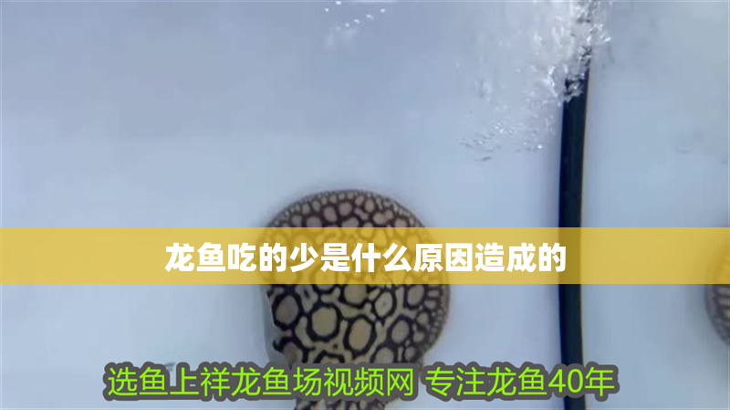 龍魚吃的少是什么原因造成的