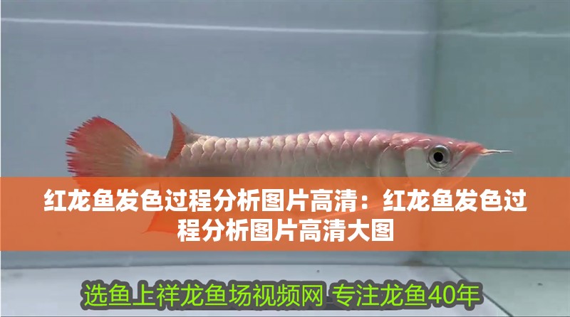 紅龍魚(yú)發(fā)色過(guò)程分析圖片高清：紅龍魚(yú)發(fā)色過(guò)程分析圖片高清大圖