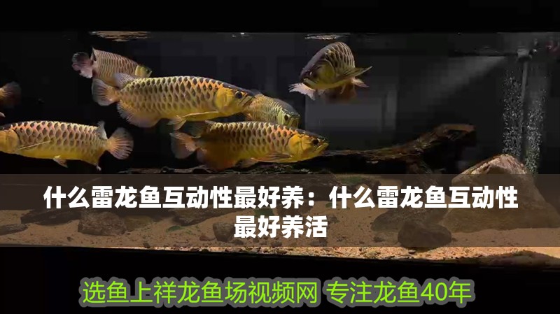 什么雷龍魚互動性最好養(yǎng)：什么雷龍魚互動性最好養(yǎng)活