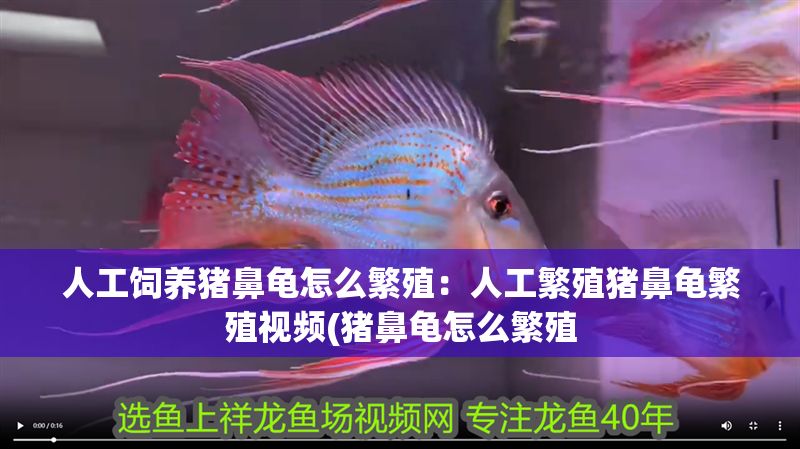 人工飼養(yǎng)豬鼻龜怎么繁殖：人工繁殖豬鼻龜繁殖視頻(豬鼻龜怎么繁殖
