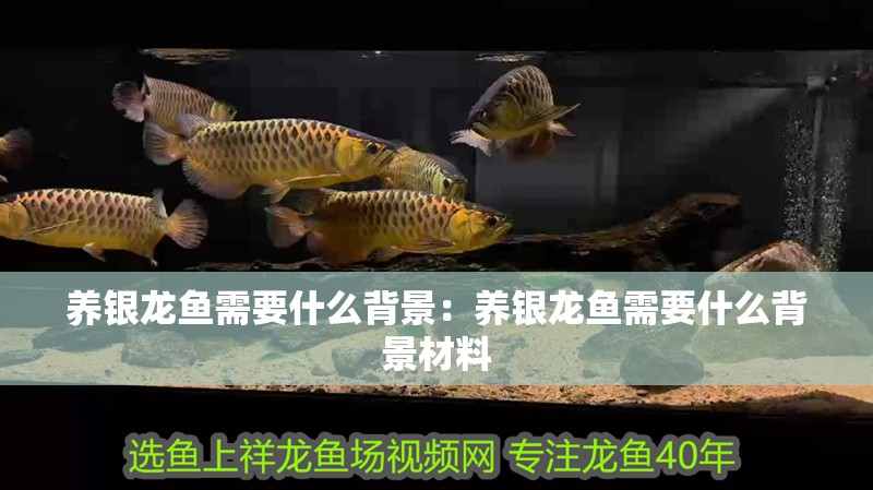 養銀龍魚需要什么背景：養銀龍魚需要什么背景材料