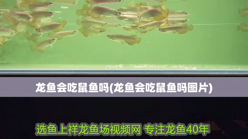 龍魚會吃鼠魚嗎(龍魚會吃鼠魚嗎圖片)