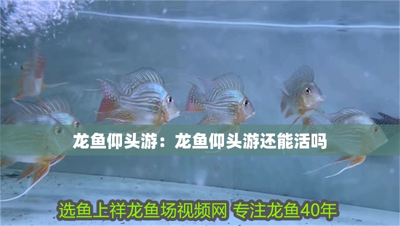 龍魚仰頭游：龍魚仰頭游還能活嗎