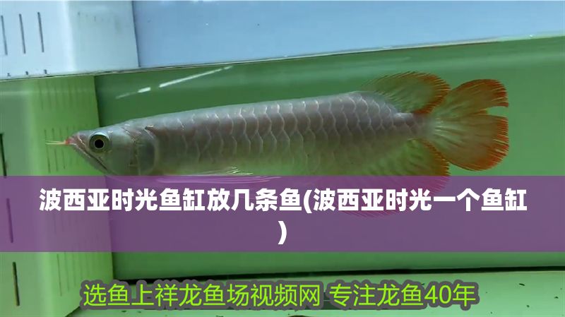 波西亞時光魚缸放幾條魚(波西亞時光一個魚缸)