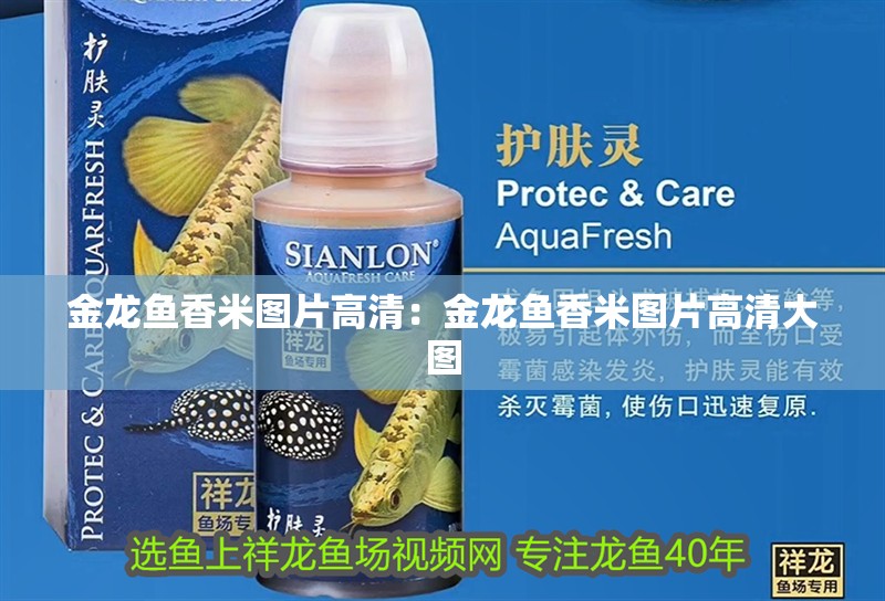 金龍魚香米圖片高清：金龍魚香米圖片高清大圖