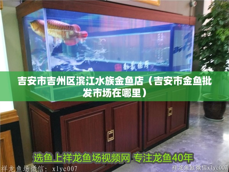 吉安市吉州區(qū)濱江水族金魚店（吉安市金魚批發(fā)市場在哪里）