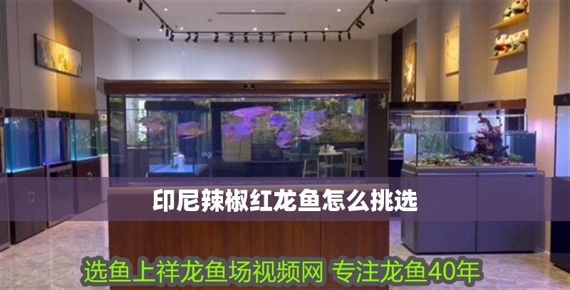 印尼辣椒紅龍魚怎么挑選