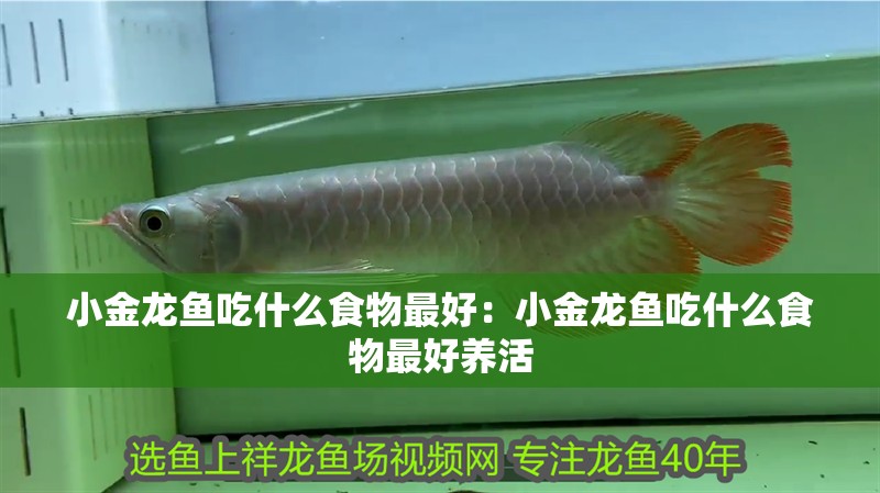 小金龍魚吃什么食物最好：小金龍魚吃什么食物最好養(yǎng)活