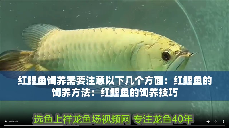 紅鯉魚飼養需要注意以下幾個方面：紅鯉魚的飼養方法：紅鯉魚的飼養技巧