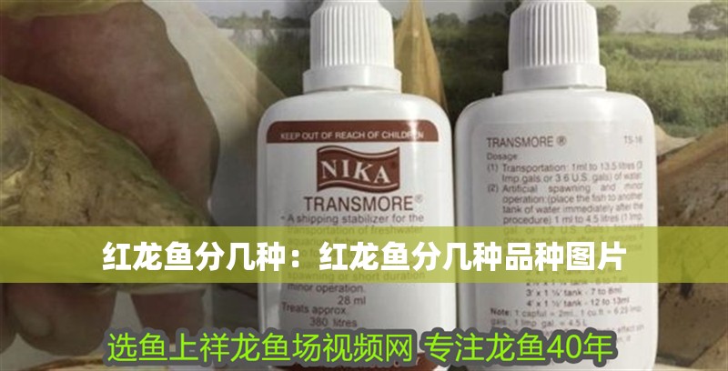 紅龍魚分幾種：紅龍魚分幾種品種圖片