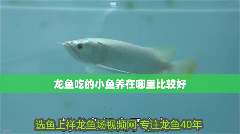 龍魚吃的小魚養(yǎng)在哪里比較好
