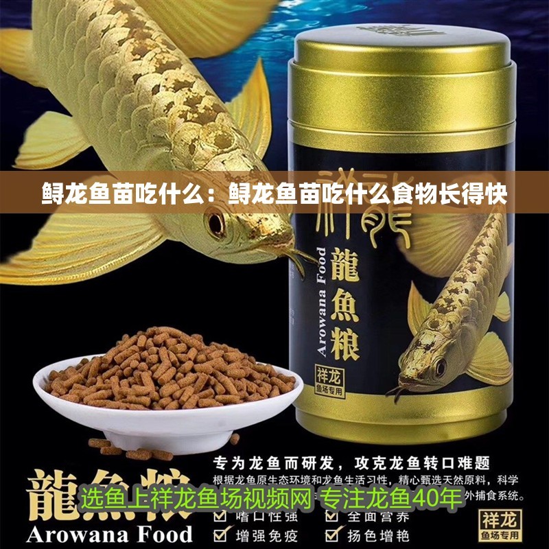 鱘龍魚苗吃什么：鱘龍魚苗吃什么食物長得快
