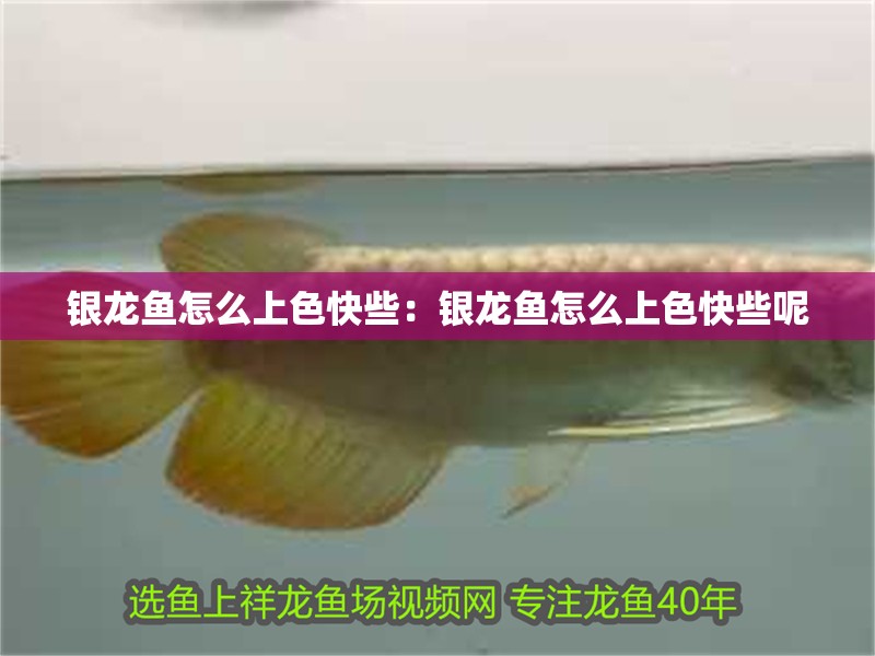 銀龍魚怎么上色快些：銀龍魚怎么上色快些呢