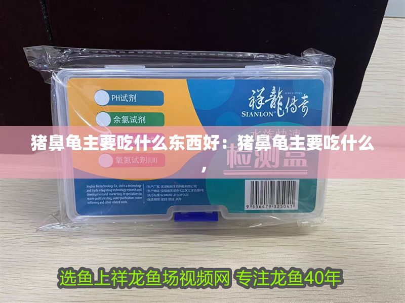 豬鼻龜主要吃什么東西好：豬鼻龜主要吃什么，