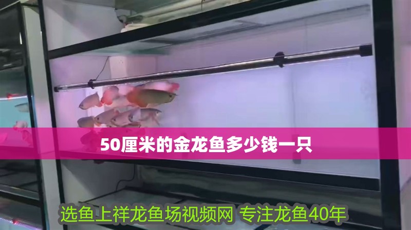 50厘米的金龍魚多少錢一只 50厘米的金龍魚多少錢一只 龍魚百科 第3張