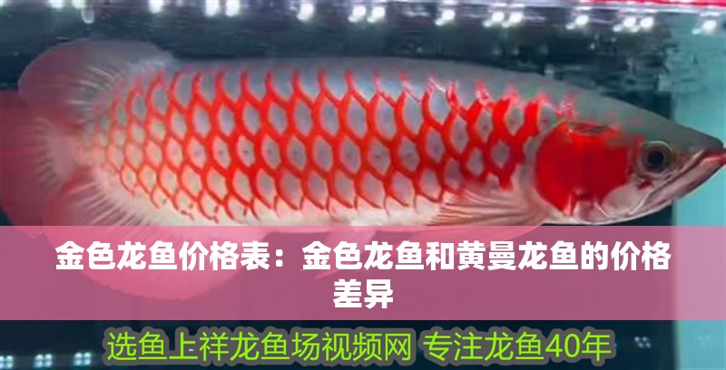 金色龍魚價格表：金色龍魚和黃曼龍魚的價格差異
