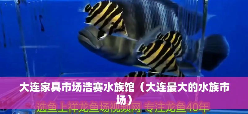 大連家具市場浩賽水族館（大連最大的水族市場）