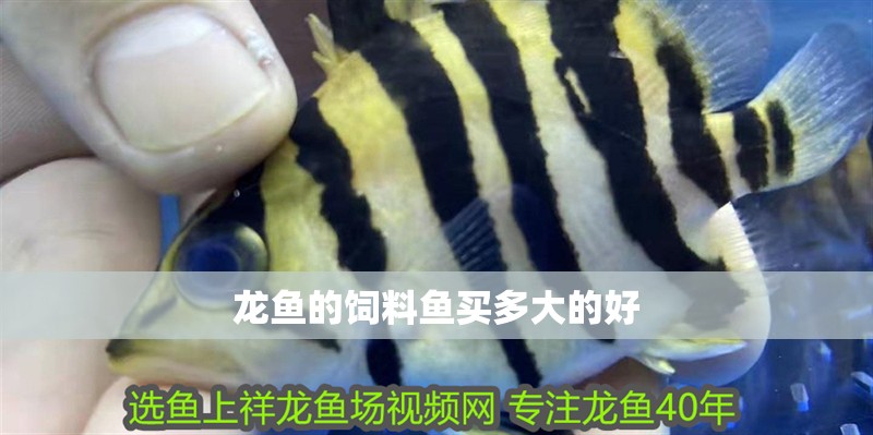 龍魚的飼料魚買多大的好