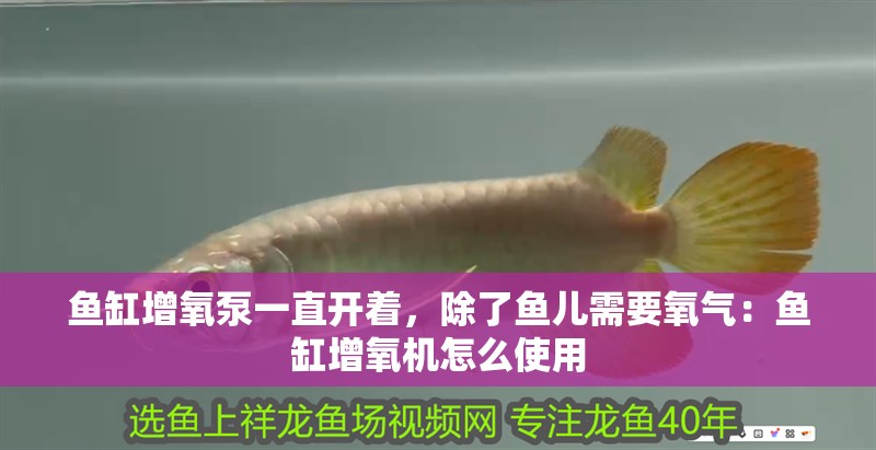 魚缸增氧泵一直開著，除了魚兒需要氧氣：魚缸增氧機怎么使用