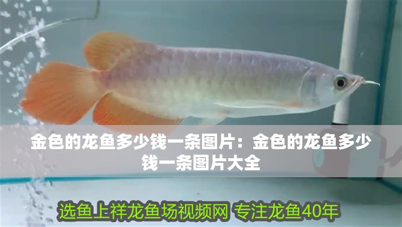 金色的龍魚多少錢一條圖片：金色的龍魚多少錢一條圖片大全