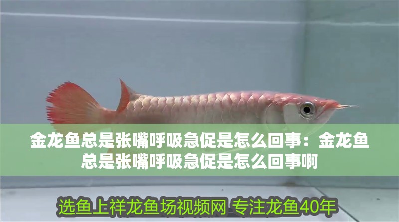 金龍魚總是張嘴呼吸急促是怎么回事：金龍魚總是張嘴呼吸急促是怎么回事啊