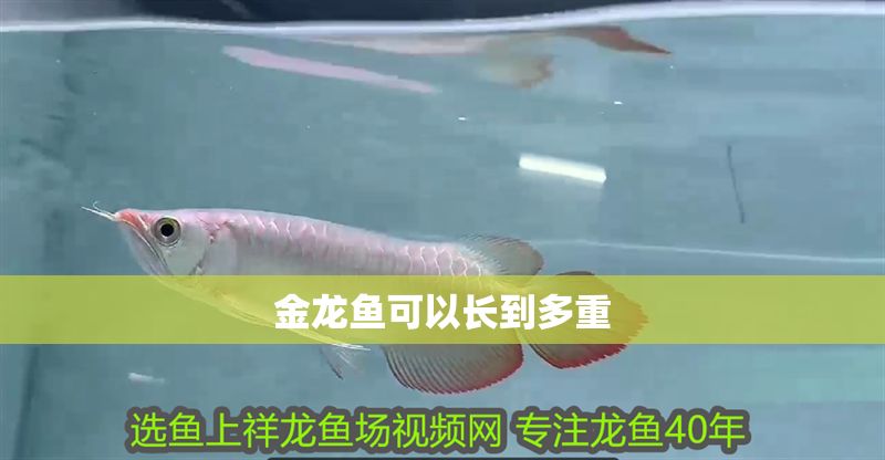 金龍魚可以長到多重
