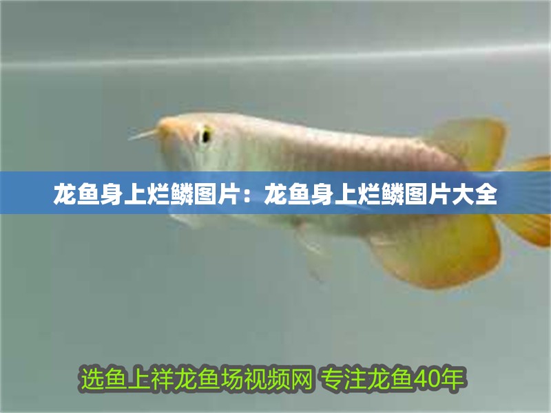 龍魚身上爛鱗圖片：龍魚身上爛鱗圖片大全