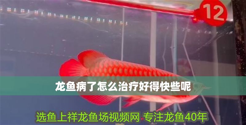 龍魚病了怎么治療好得快些呢