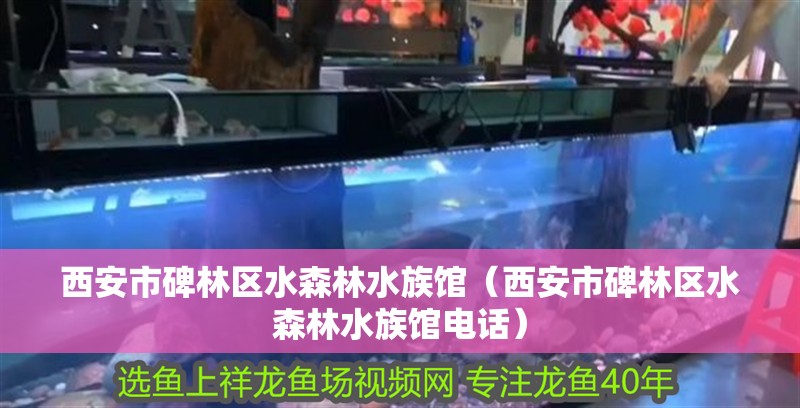 西安市碑林區水森林水族館（西安市碑林區水森林水族館電話）