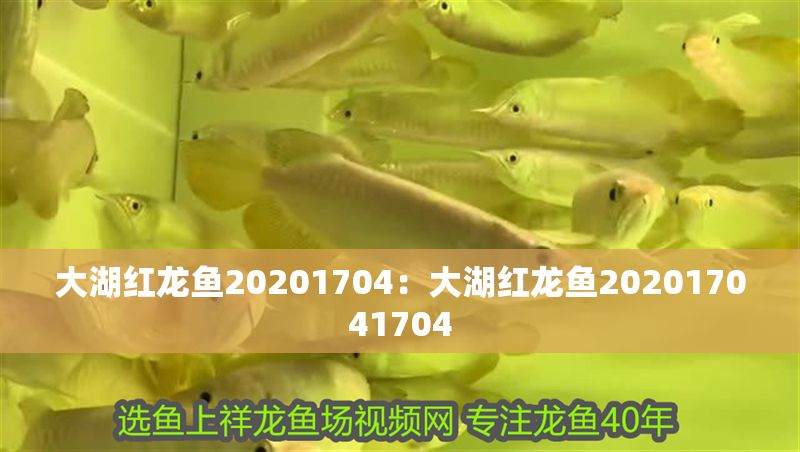 大湖紅龍魚20201704：大湖紅龍魚202017041704