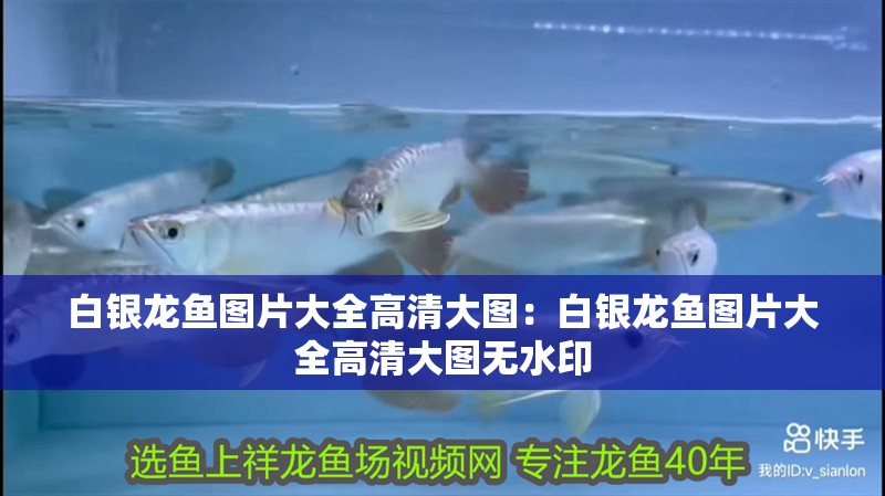 白銀龍魚圖片大全高清大圖：白銀龍魚圖片大全高清大圖無水印
