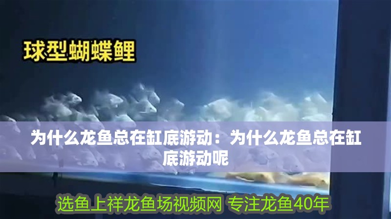 為什么龍魚總在缸底游動：為什么龍魚總在缸底游動呢