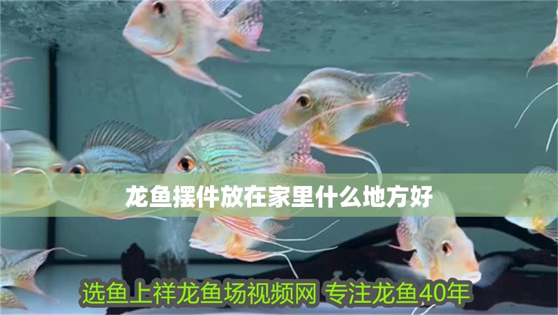龍魚擺件放在家里什么地方好