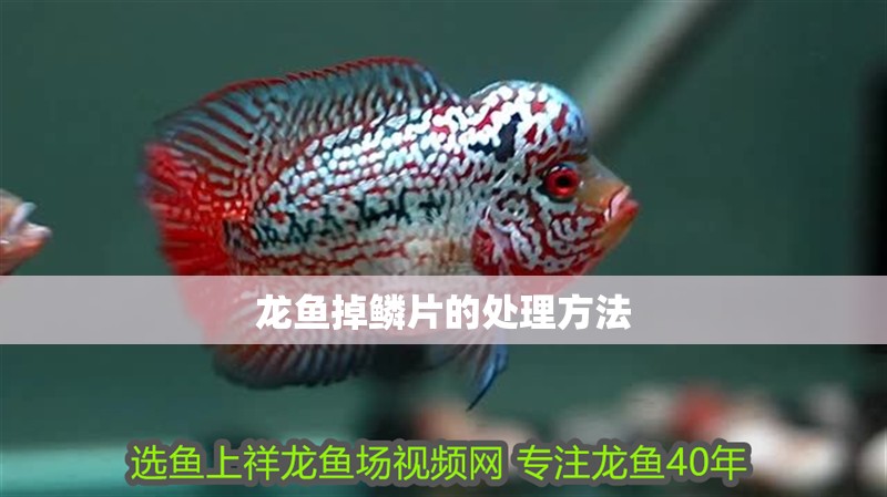 龍魚掉鱗片的處理方法