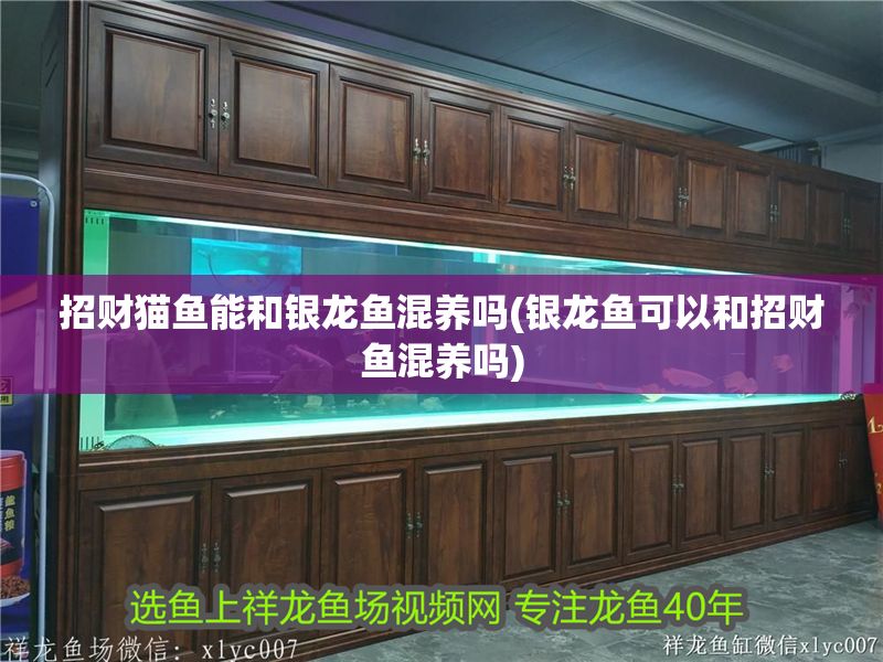 招財(cái)貓魚能和銀龍魚混養(yǎng)嗎(銀龍魚可以和招財(cái)魚混養(yǎng)嗎)