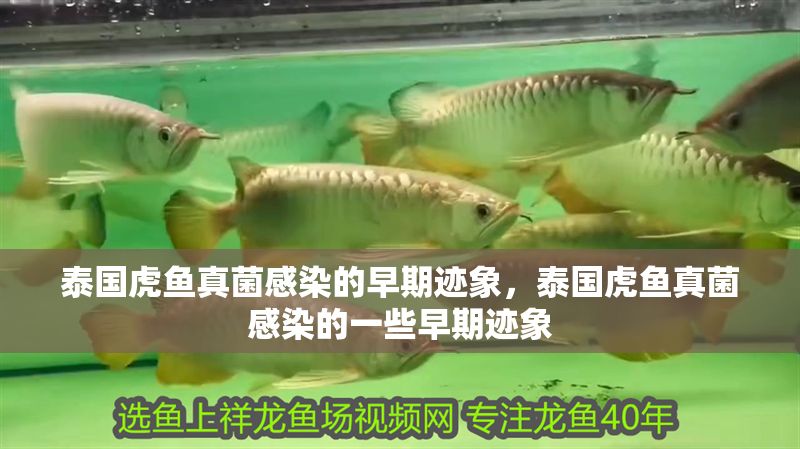 泰國虎魚真菌感染的早期跡象，泰國虎魚真菌感染的一些早期跡象