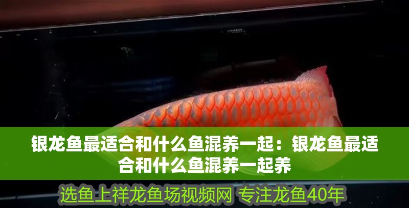 銀龍魚最適合和什么魚混養一起：銀龍魚最適合和什么魚混養一起養