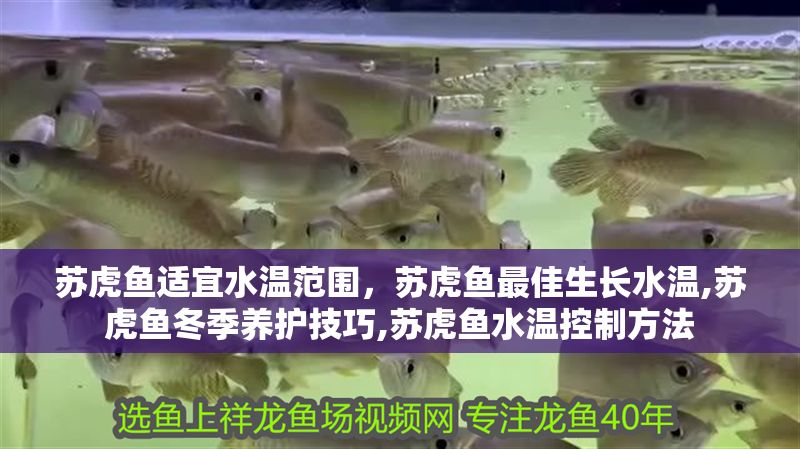 蘇虎魚適宜水溫范圍，蘇虎魚最佳生長水溫,蘇虎魚冬季養護技巧,蘇虎魚水溫控制方法