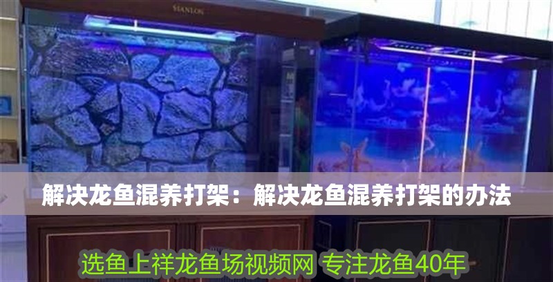 解決龍魚混養打架：解決龍魚混養打架的辦法
