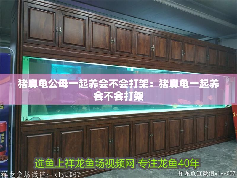 豬鼻龜公母一起養會不會打架：豬鼻龜一起養會不會打架