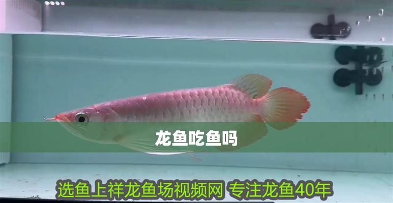 龍魚吃魚嗎
