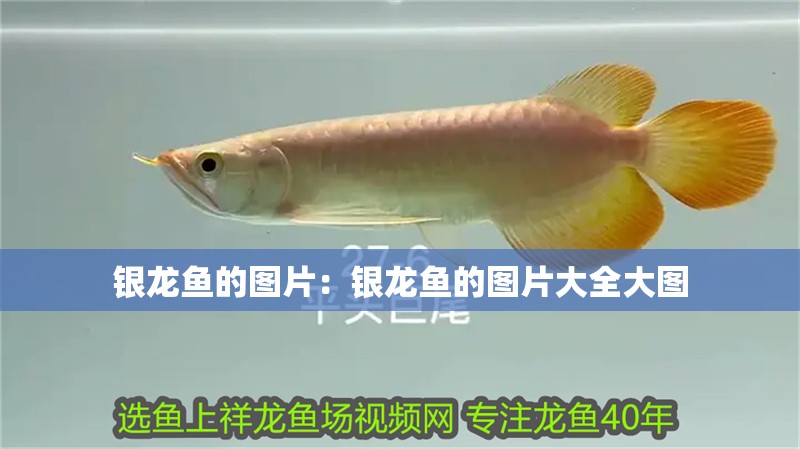 銀龍魚的圖片：銀龍魚的圖片大全大圖