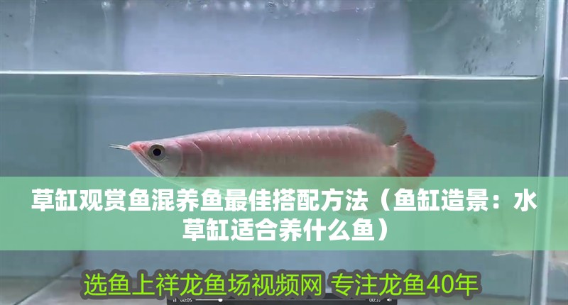 草缸觀賞魚混養魚最佳搭配方法（魚缸造景：水草缸適合養什么魚）