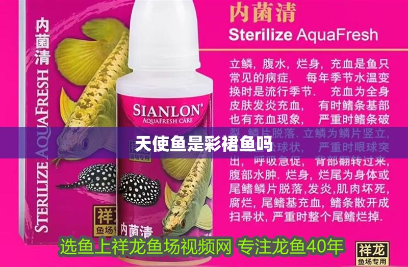 天使魚是彩裙魚嗎