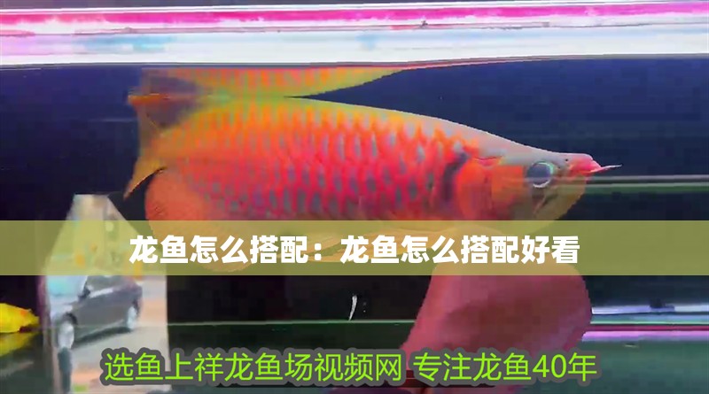龍魚怎么搭配：龍魚怎么搭配好看