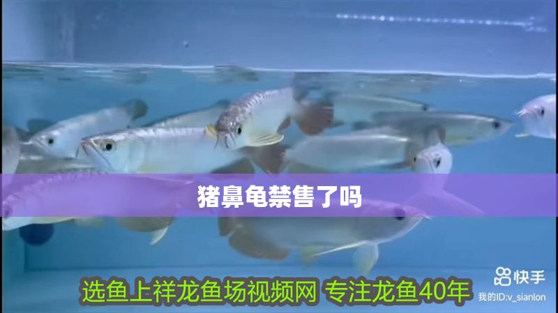 豬鼻龜禁售了嗎