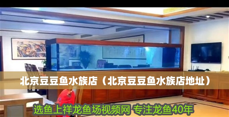 北京豆豆魚水族店（北京豆豆魚水族店地址）