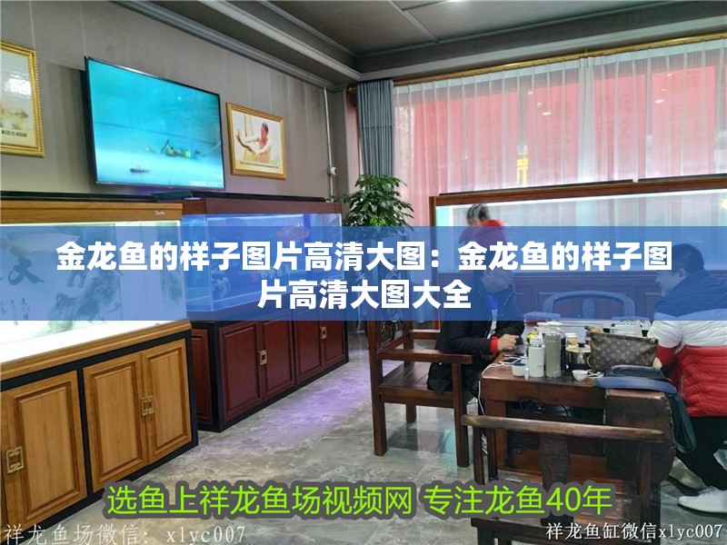 金龍魚的樣子圖片高清大圖：金龍魚的樣子圖片高清大圖大全